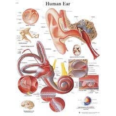 Anatomical chart: ear, paper