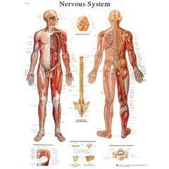 Anatomical chart: nervous system chart, sticky back