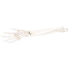 Anatomical model: loose bones, hand skeleton with ulna and radius, bungee, right