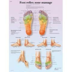 Anatomical chart: foot massage, reflex zone, laminated