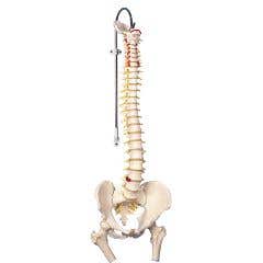Anatomical model flexible spine classic femur heads