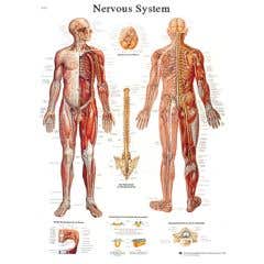 Anatomical chart: nervous system chart, paper
