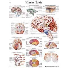 Anatomical chart: brain, paper