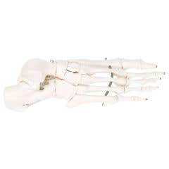 Anatomical model: loose bones, foot skeleton, right