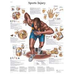 Anatomical chart: sports injuries, sticky back