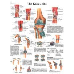 Anatomical chart: knee joint, paper
