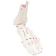 Anatomical model: loose bones, foot skeleton with ankle, right