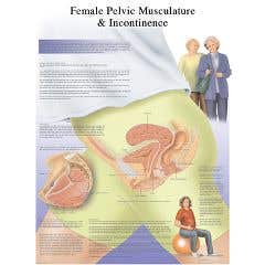 Anatomical chart: female urinary incontinence chart, paper