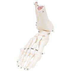 Anatomical model: loose bones, leg skeleton with hip, right