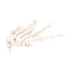 Anatomical model: loose bones, hand skeleton, nylon, left