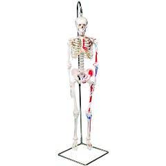 3b Scientific Anatomical Model - Shorty The Mini Skeleton With Muscles On Hanging Stand - Anatomical Model - Shorty The Mini Skeleton With Muscles On Hanging Stand