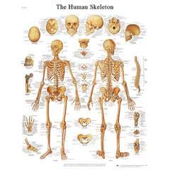 Anatomical chart: skeleton, sticky back
