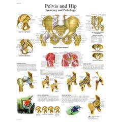 Anatomical chart: hip & pelvis, paper