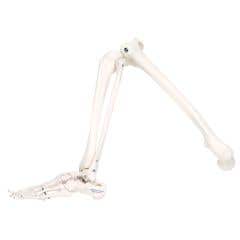 Anatomical model: loose bones, leg skeleton, right