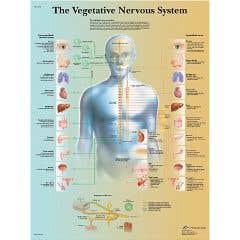 Anatomical chart: vegetative nervous system, paper