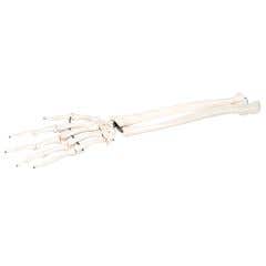 Anatomical model: loose bones, hand skeleton with ulna and radius, right