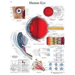 Anatomical chart: eye, paper