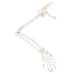 Anatomical model: loose bones, arm skeleton with scapula and clavicle, right