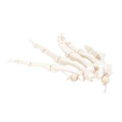 Anatomical model: loose bones, hand skeleton, nylon, right