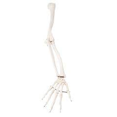 Anatomical model: loose bones, arm skeleton, right