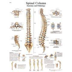 Anatomical chart: spinal column, sticky back