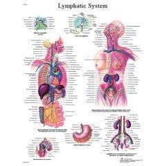 Anatomical chart: lymphatic system, paper