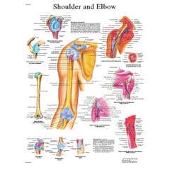 Anatomical chart: shoulder & elbow, paper