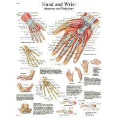 Anatomical chart: hand & wrist, paper