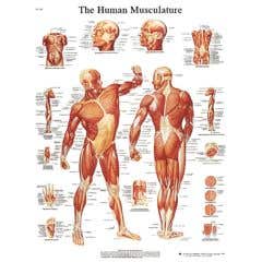 Anatomical chart: musculature, paper