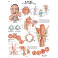 Anatomical chart: larynx, paper