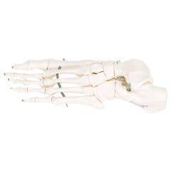 Anatomical model: loose bones, foot skeleton with ankle (bungee)