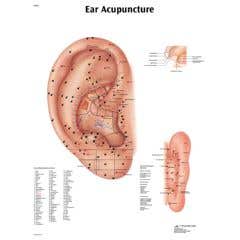 Anatomical chart: acupuncture ear, paper