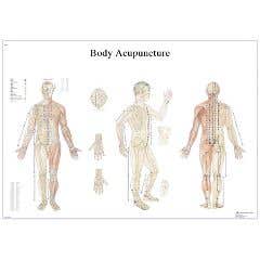 Anatomical chart: acupuncture body, paper