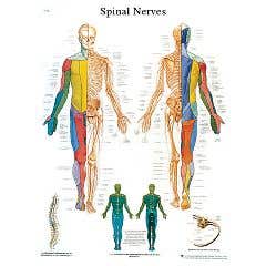 Anatomical chart: spinal nerves, sticky back