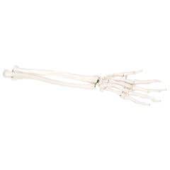 Anatomical model: loose bones, hand skeleton with ulna and radius, bungee, left
