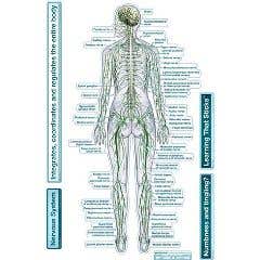 Bodypartchart Nervous System - Rear View - Labeled Wall Decal