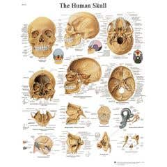 Anatomical chart: skull, paper
