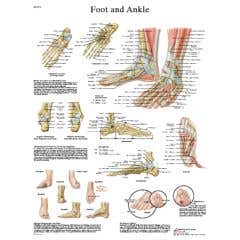 Anatomical chart: foot & ankle, paper
