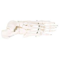 Anatomical model: loose bones, foot skeleton with ankle (bungee)