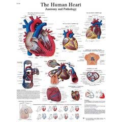 Anatomical chart: heart, paper