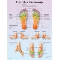 Anatomical chart: foot massage, reflex zone, laminated