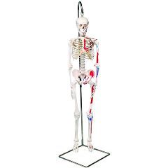 3b Scientific Anatomical Model - Shorty The Mini Skeleton With Muscles On Hanging Stand - Anatomical Model - Shorty The Mini Skeleton With Muscles On Hanging Stand