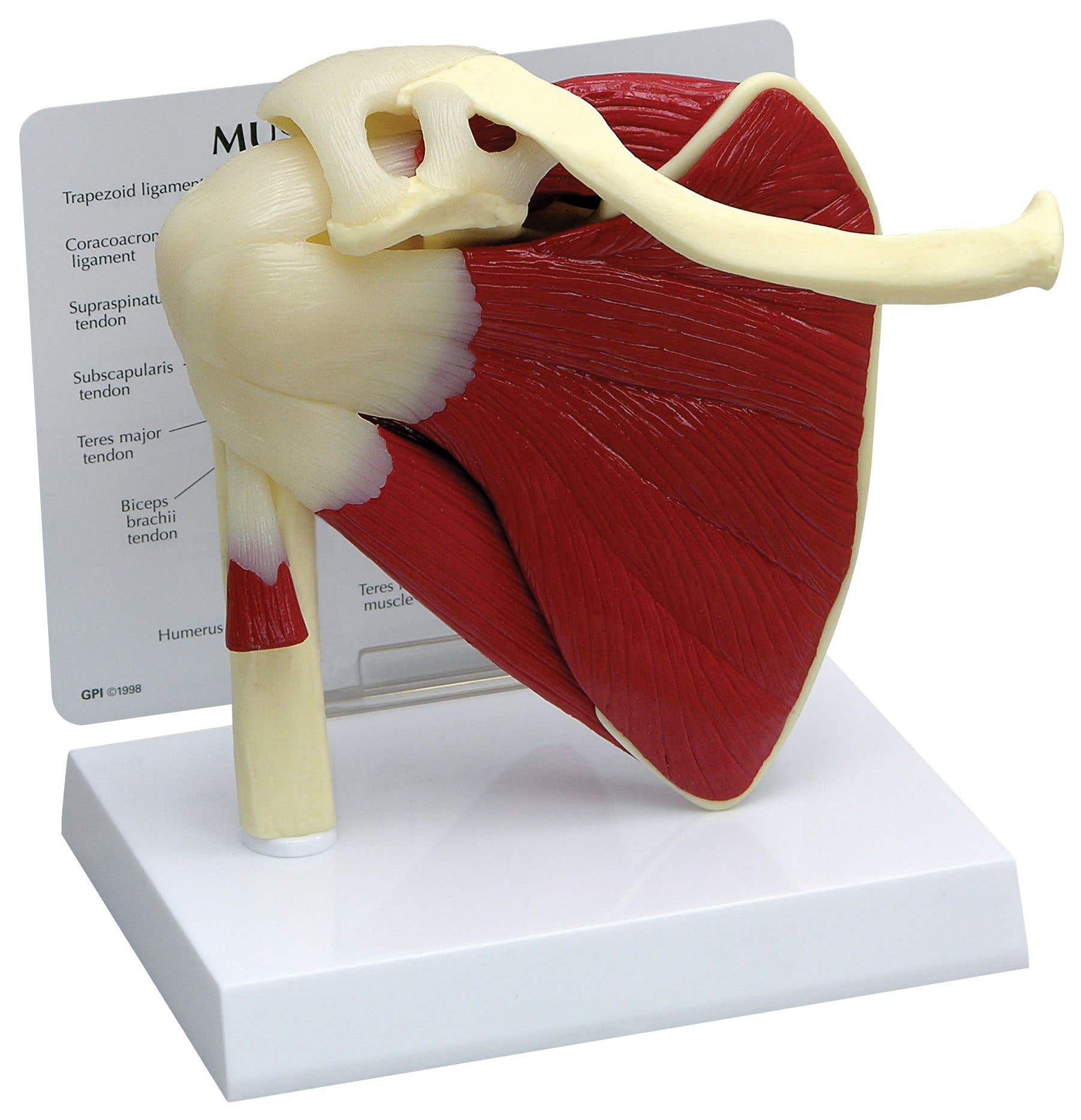 Shoulder Model W/Muscles And Key