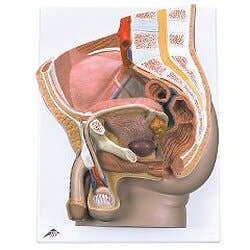 3b Scientific Anatomical Male Pelvis, 2 Part - Anatomical Model - Male Pelvis, 2 Part