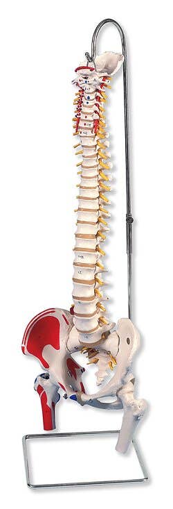 Classic Flexible Spine with Femur Heads and Painted Muscles