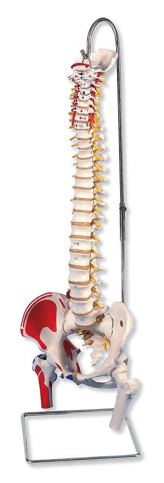 Classic Flexible Spine with Femur Heads and Painted Muscles