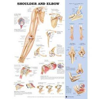 Shoulder/Elbow Poster 20" X 26" Styrene