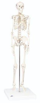 3B Scientific® Knee Joint Model with Smart Anatomy App – Life-Size, Detachable