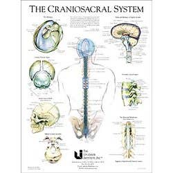 Craniosacral System Poster 19" X 25"