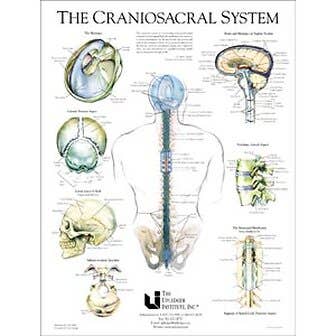 Craniosacral System Poster 19" X 25"